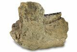 Southern Mammoth Partial Mandible with M Molar - Hungary #295857-4